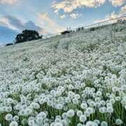 ヒメ日記 2026/03/26 06:52 投稿 りょうこ WHITE ROSE～ホワイトローズ～