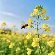 ヒメ日記 2026/03/30 07:06 投稿 りょうこ WHITE ROSE～ホワイトローズ～