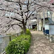 ヒメ日記 2026/04/06 07:05 投稿 りょうこ WHITE ROSE～ホワイトローズ～