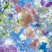 ヒメ日記 2026/05/07 07:24 投稿 りょうこ WHITE ROSE～ホワイトローズ～
