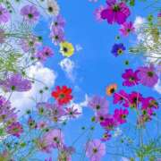 ヒメ日記 2026/09/29 07:22 投稿 りょうこ WHITE ROSE～ホワイトローズ～