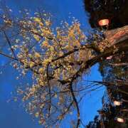 ヒメ日記 2025/04/04 21:46 投稿 小嶋あんな ワイフコレクション