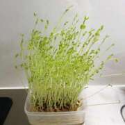 ヒメ日記 2025/03/02 21:39 投稿 一条　星羅 タッチVIP