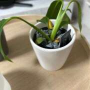 ヒメ日記 2025/05/31 16:48 投稿 一条　星羅 タッチVIP