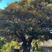 ヒメ日記 2025/09/06 21:48 投稿 一条　星羅 タッチVIP