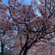 ヒメ日記 2025/04/03 09:06 投稿 野口雅美 五十路マダム静岡店（カサブランカG）