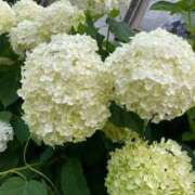 ヒメ日記 2025/06/29 09:54 投稿 野口雅美 五十路マダム静岡店（カサブランカG）