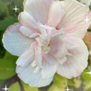 ヒメ日記 2025/09/04 08:08 投稿 野口雅美 五十路マダム静岡店（カサブランカG）