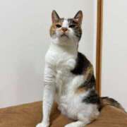 ヒメ日記 2026/04/18 00:15 投稿 しろ The White