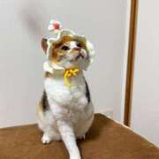 ヒメ日記 2026/04/18 12:15 投稿 しろ The White