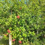 ヒメ日記 2025/07/03 19:43 投稿 りょう Club Paradise（クラブパラダイス）