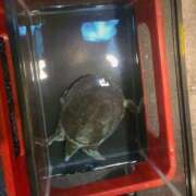 ヒメ日記 2025/06/14 17:51 投稿 ゆいな ロリ性感と痴女教師 池袋ちんぐり学園