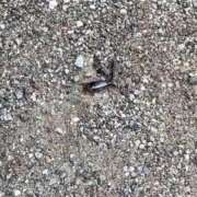 ヒメ日記 2025/05/25 19:29 投稿 大島 さとみ カサノヴァ