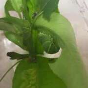 ヒメ日記 2025/07/04 22:24 投稿 大島 さとみ カサノヴァ