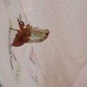 ヒメ日記 2025/08/21 23:12 投稿 大島 さとみ カサノヴァ