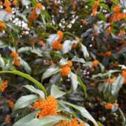 ヒメ日記 2025/10/21 14:19 投稿 大島 さとみ カサノヴァ