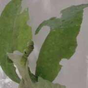 ヒメ日記 2025/10/30 14:49 投稿 大島 さとみ カサノヴァ