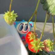 柏木 もえ いちご狩り🍓 カサノヴァ
