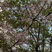 ヒメ日記 2026/04/12 21:21 投稿 柏木 もえ カサノヴァ