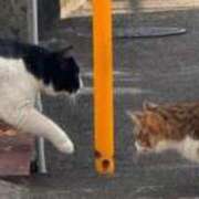 ヒメ日記 2025/03/20 14:09 投稿 四宮 綾乃 カサノヴァ