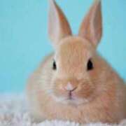 ヒメ日記 2026/02/21 23:48 投稿 りり 丸妻 厚木店