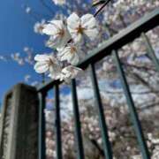 ヒメ日記 2025/04/07 14:34 投稿 れのん 逢って30秒で即尺