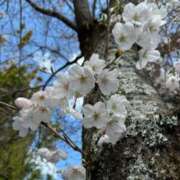 ヒメ日記 2025/04/08 14:35 投稿 れのん 逢って30秒で即尺