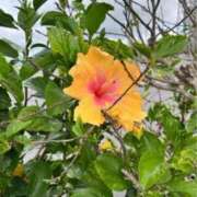 ヒメ日記 2025/06/12 17:33 投稿 れのん 逢って30秒で即尺