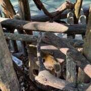 ヒメ日記 2025/09/11 16:07 投稿 れのん 逢って30秒で即尺