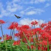 ヒメ日記 2025/10/03 11:10 投稿 れのん 逢って30秒で即尺