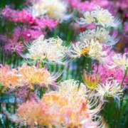 ヒメ日記 2025/10/12 04:55 投稿 れのん 逢って30秒で即尺