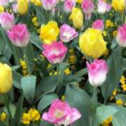 れのん ありがとうございます? 逢って30秒で即尺