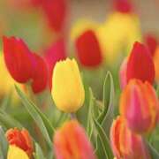 ヒメ日記 2026/04/18 08:55 投稿 れのん 逢って30秒で即尺