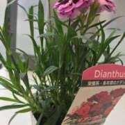 ヒメ日記 2025/04/27 09:14 投稿 中田夫人 博多人妻城