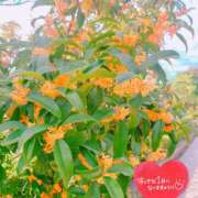 ヒメ日記 2024/12/10 08:07 投稿 あんり 甲府人妻隊