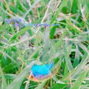 ヒメ日記 2024/12/24 08:20 投稿 あんり 甲府人妻隊