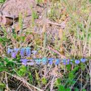 ヒメ日記 2025/04/11 09:38 投稿 あんり 甲府人妻隊