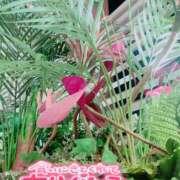 ヒメ日記 2025/11/12 10:18 投稿 あんり 甲府人妻隊