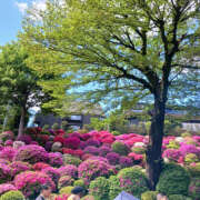 ヒメ日記 2025/04/29 06:37 投稿 なのは 奥鉄オクテツ東京店（デリヘル市場）