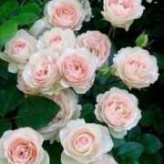 ヒメ日記 2025/04/30 20:12 投稿 なのは 奥鉄オクテツ東京店（デリヘル市場）