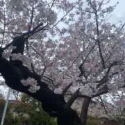 ヒメ日記 2026/03/26 17:19 投稿 泉 鶯谷デッドボール