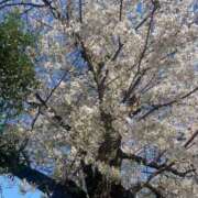 泉 桜😍😍 鶯谷デッドボール