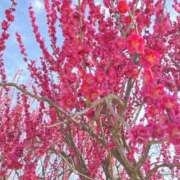 ヒメ日記 2025/04/02 13:27 投稿 ののか モアグループ熊谷人妻花壇