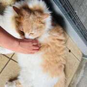 ヒメ日記 2025/06/12 16:00 投稿 さくら Fの法則