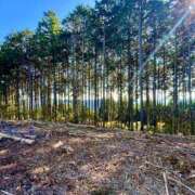 ヒメ日記 2025/12/11 07:00 投稿 さくら Fの法則