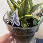 ヒメ日記 2025/05/24 12:21 投稿 柚木あゆむ LIP×LIP滋賀