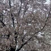 ヒメ日記 2026/04/01 10:30 投稿 杉田 ミセスの手ほどき