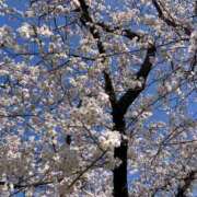 ヒメ日記 2025/04/04 09:45 投稿 いまり 即アポ奥さん ～津・松阪店～