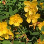 ヒメ日記 2025/06/05 18:36 投稿 かりん バイオレンス