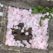 ヒメ日記 2025/04/09 18:35 投稿 あおい 甘い恋人　所沢店